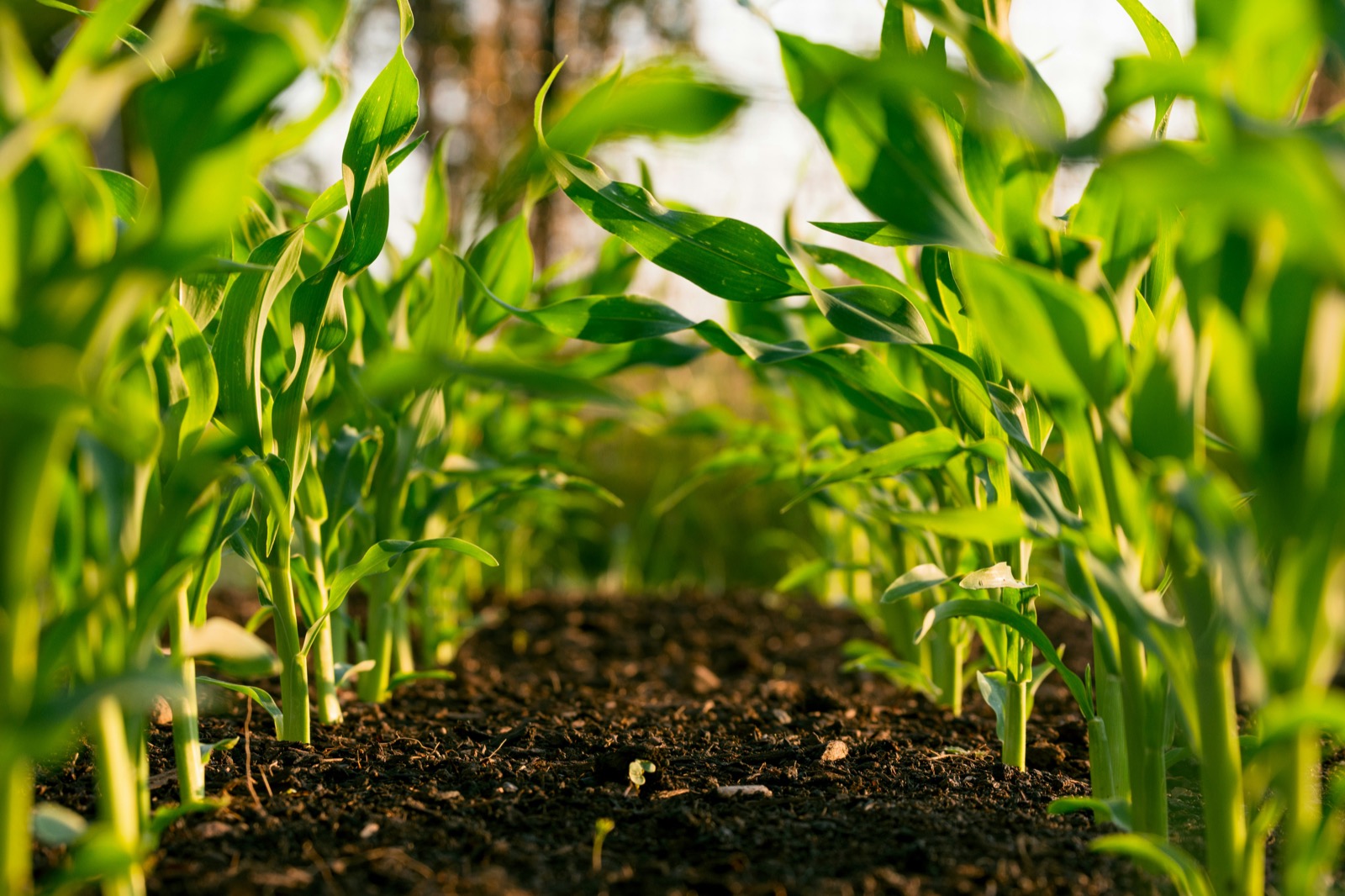 Sustainable farming