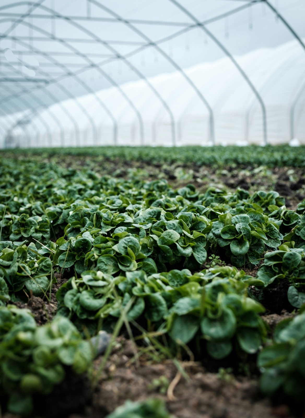 Sustainable Farming